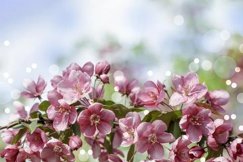 Spring background of flowers.Red apple tree flowers.Space for text Stock Photos