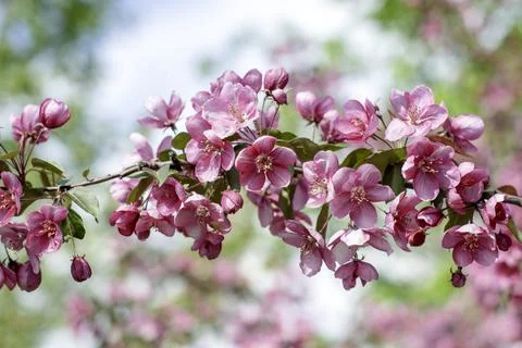Spring background of flowers.Red apple tree flowers.Space for text Stock Photos