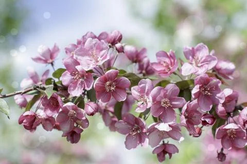 Spring background of flowers.Red apple tree flowers.Space for text Stock Photos