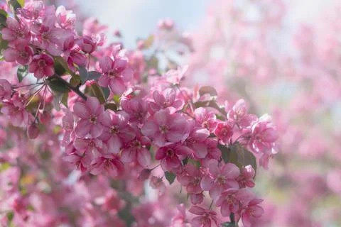 Spring background of flowers.Red apple tree flowers.Space for text Stock Photos