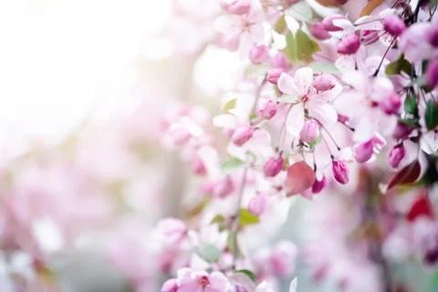 Spring background of flowers.Red apple tree flowers.Space for text. Stock Photos