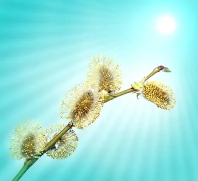Spring background. fluffy yellow willow buds on blue sun background Foto stock
