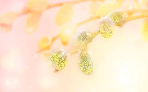 Spring background. fluffy yellow willow buds on delicate pink beige backgroun 스톡 사진