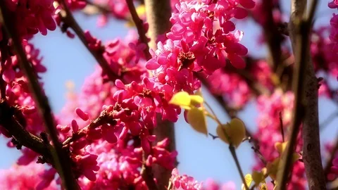 Spring background Video stock 88363881