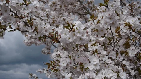 Spring background Stock Footage 106254378