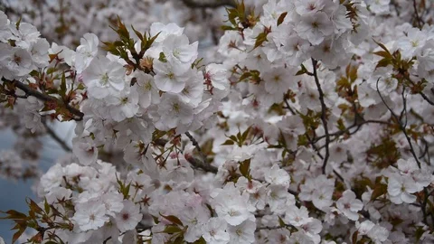 Spring background Stock Footage 106254794