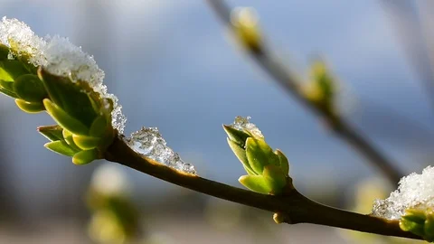 Spring background Stock Footage 128800232