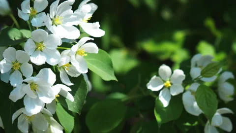 Spring background Stock-Footage 154928165