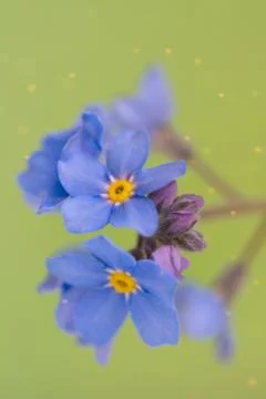 Spring background forget-me-not flowers Stock Photos