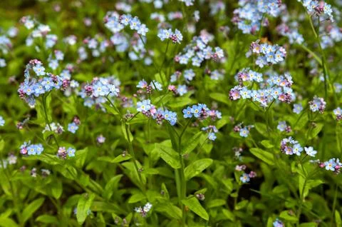 Spring background forget-me-not flowers Stock Photos