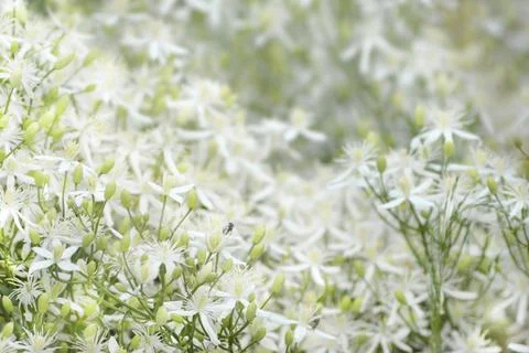 Spring background of fragrant white flowers of Clematis flammula Stock Photos