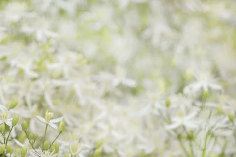 Spring background of fragrant white flowers of Clematis flammula Stock Photos