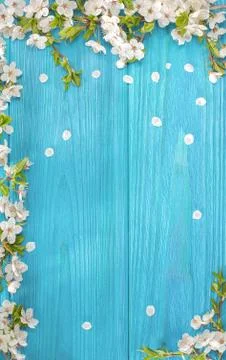 Spring background, frame of white blossom on old wooden board with copy space Stock Photos