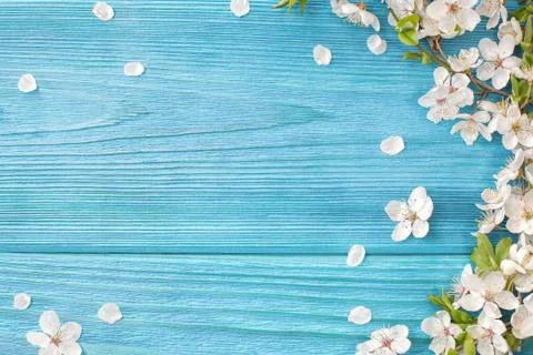 Spring background, frame of white blossom on old wooden board with copy space Stock Photos