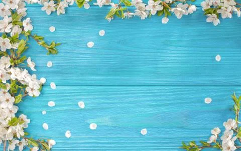 Spring background, frame of white blossom on old wooden board with copy space Stock Photos