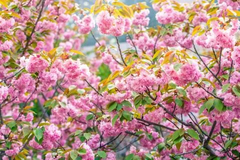 Spring background. Fresh flowers Foto stock