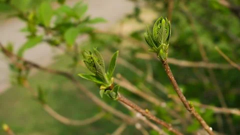 Spring background with fresh foliage close-up. Stock Photos