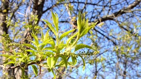 Spring background, fresh green tree leaves on blurred background Stock Footage 148129764