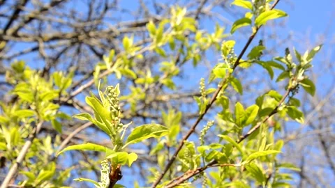 Spring background, fresh green tree leaves on blurred background 库存影片 148129765
