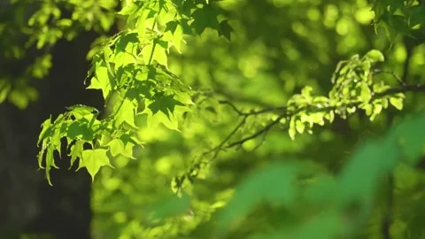 Spring Background, Fresh Maple Leaves in Sunlight Stock Footage 325636441