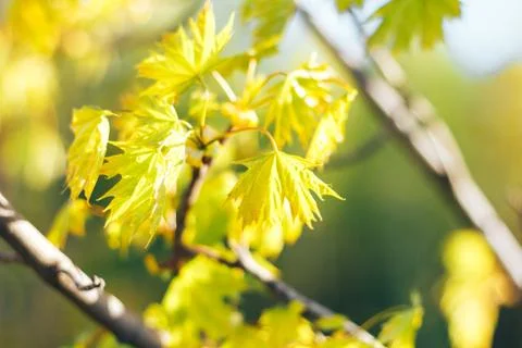 Spring background with fresh maple leaves Stock Photos