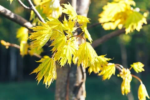 Spring background with fresh maple leaves Stock Photos