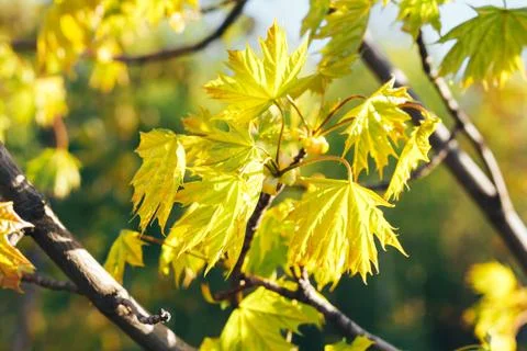 Spring background with fresh maple leaves Stock Photos