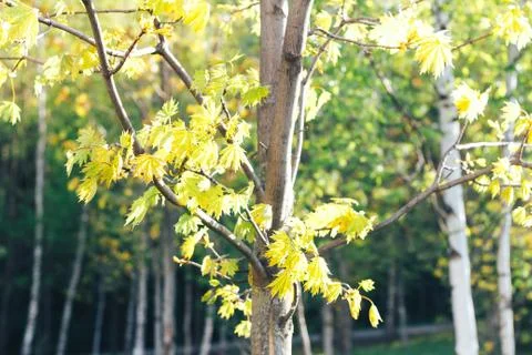 Spring background with fresh maple leaves Stock Photos