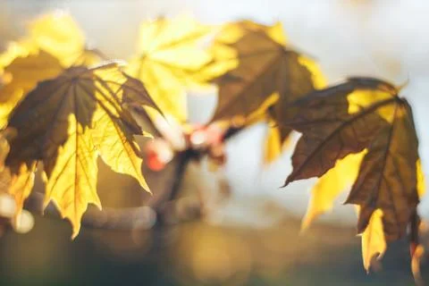 Spring background with fresh maple leaves Stock Photos