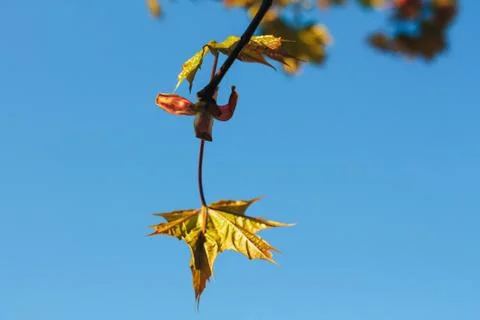 Spring background with fresh maple leaves Stock Photos