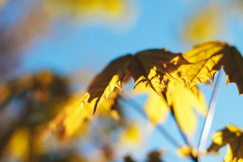 Spring background with fresh maple leaves Foto stock