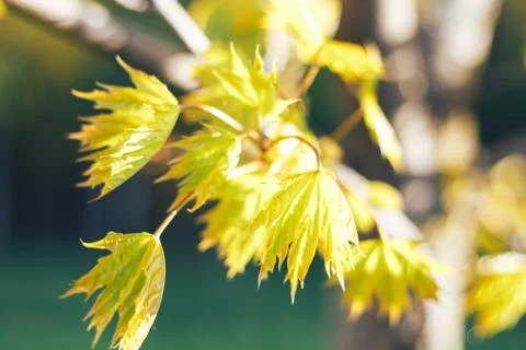 Spring background with fresh maple leaves Stock Photos