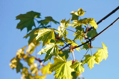 Spring background with fresh maple leaves Stock Photos