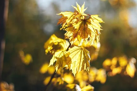 Spring background with fresh maple leaves Stock Photos