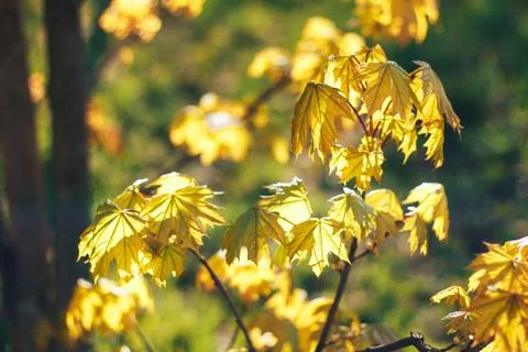 Spring background with fresh maple leaves Stock Photos