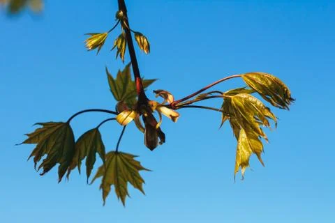 Spring background with fresh maple leaves Stock Photos