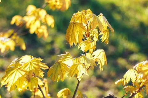 Spring background with fresh maple leaves Stock Photos
