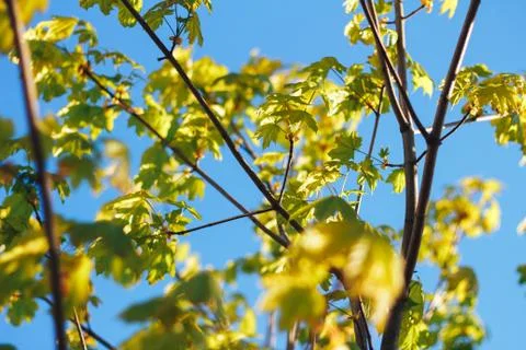 Spring background with fresh maple leaves Stock Photos