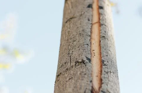 Spring background with fresh maple leaves Stock Photos