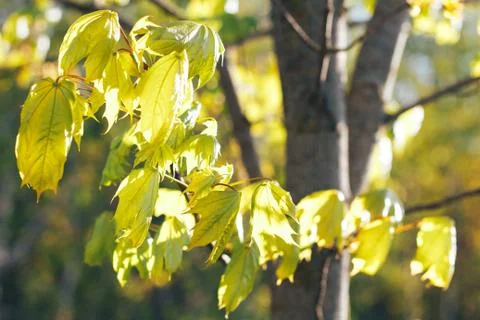 Spring background with fresh maple leaves Stock Photos
