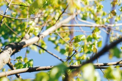 Spring background with fresh maple leaves Stock Photos