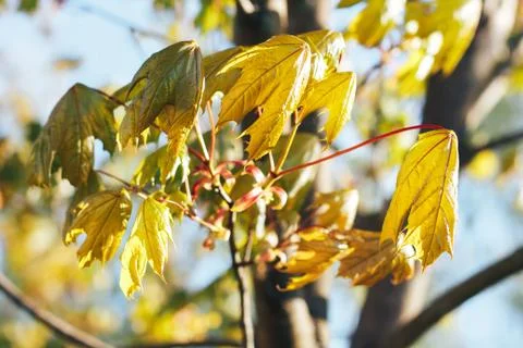 Spring background with fresh maple leaves Stock Photos
