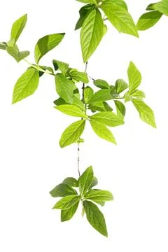 Spring background fresh tree branch Stock Photos