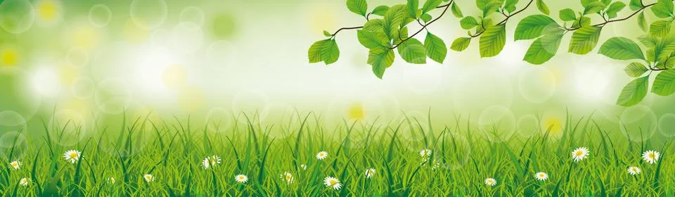 Spring Background Grass Beech Twigs Header Illustrazione stock