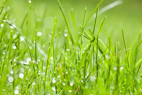 Spring background of grass with dew Stock Photos
