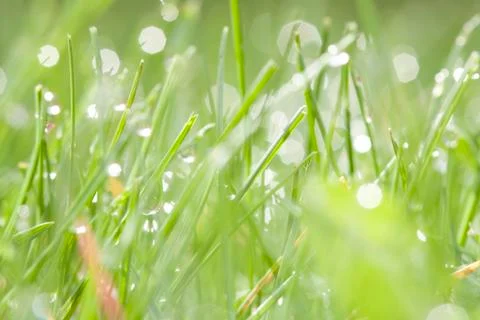 Spring background of grass with dew Foto stock