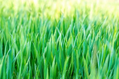 Spring background with grass on meadow Stock Photos