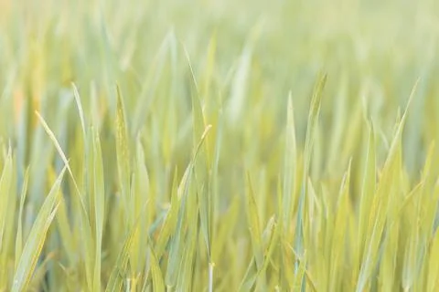 Spring background with grass on meadow Stock Photos