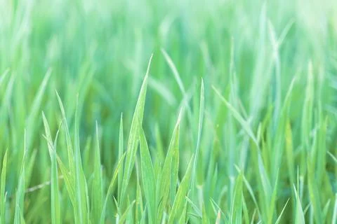 Spring background with grass on meadow Stock Photos