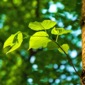 Spring background with green leaves of lime tree Stock Photos